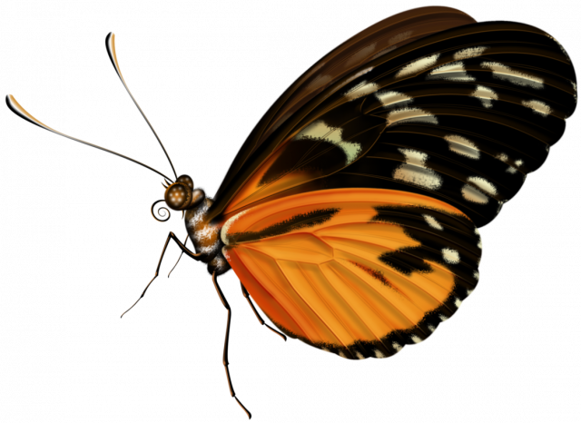 Butterfly8.png